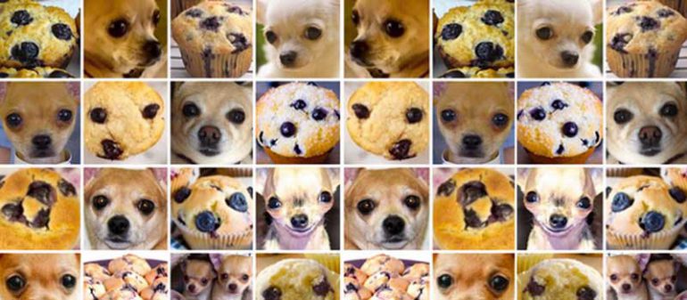 Erkennen Sie auf schnellem Blick ob Muffin oder Hund?